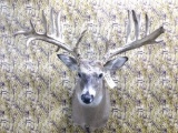 Like New Shoulder Mount 31 Point Whitetail 31
