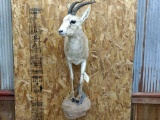 Half Body Mount Tibetan Gazelle Nice Clean Mount This Is A Hard To Find Specimen