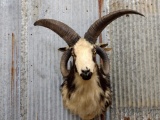 Shoulder Mount 4 Horn Jacobs Sheep