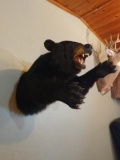 Aggressive 300# Big Headed Boar Black Bear Half Body Mount Excellent Shape,