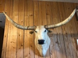 Blonde Longhorn Steer New Mount 60