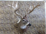 Like New Shoulder Mount Whitetail 25 points Flyers On Both Sides