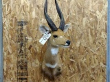 Shoulder Mount African Harnessed Bush Buck Great Markings