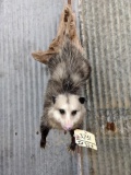 Full Body Mount Opossum Hanging By The Tail