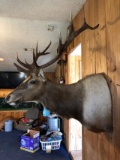 7 x 6 Shoulder Mount Elk New Mount 43” deep x 52” tall x 50” wide