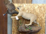 Full Body Mount African Caracal Cat Chasing A Flying Guineafowl Neat Mount