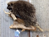 Full Body Mount Porcupine Chewing On Antler