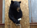 3/4 Body Mount Black Bear All Claws Intact NICE Clean Mount With Great Fur