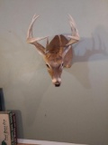 Full Sneak Whitetail 9 Point Buck