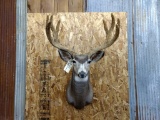 Shoulder Mount Mule Deer In Velvet Nice Short Hair Cape
