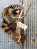 Full Body Mount Raccoon Hanging On Driftwood Hanging Base