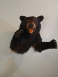 Aggressive Half Body Mount Black Bear