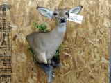 Cutaway Shoulder Mount Whitetail Button Buck Excellent Taxidermy Like New Mount On Driftwood Habitat