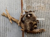 Baby Racoon On Driftwood Hanging Base