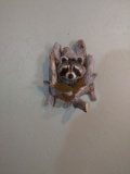 Coon In A Den Like New Mount
