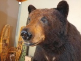 HUGE 600 Pound Full Body Mount Black Bear Thick Fur Huge Claws.