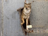 Half Body Mount Coyote In A Den New Mount 30