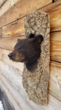 Bear Cub Peeking Out Of A Tree!
