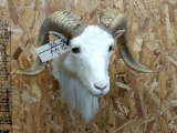 Shoulder Mount White Ram Nice Clean Mount