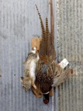 Harvest Mount Rabbit & Pheasant New Mount 34