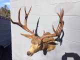 Vintage Mule Deer Shoulder Mount 27” Inside Spread Huge Antler 