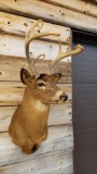 ULTRA RARE 9 Point Shoulder Mount FREAK Whitetail Harvested In 1968