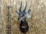 Harnessed Bush Buck Shoulder Mount