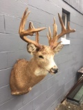 BIG 18 Point Shoulder Mount Whitetail