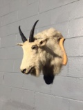 Shoulder Mount Mountain Goat