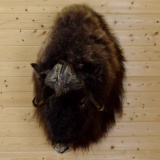 Musk Ox Shoulder Mount Like New piece thick hair