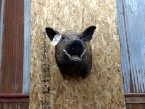 BIG Shoulder Mount Wild Boar overall dimensions 25