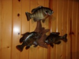 3 Bluegill Schooling On Driftwood Real Skin Mount Nice 20