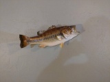 Very Nice Large mouth Bass, 19