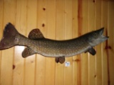 35.5