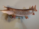 New Real skin Tiger musky mount. 38