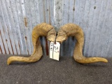 Set of Ram Horns on skull plate 28