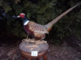 Nice Ring neck Pheasant Mount 27