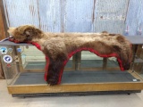 Alaskan Brown Bear Rug Double Felt Backing Beautiful Fur With No Rubs All Claws Intact NICE!
