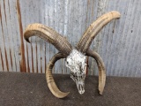 4 Horn Jacobs Sheep Skull big Horns Cammo Dipped Skull 