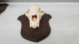 Black bear skull about 10.5