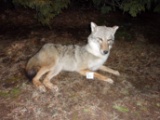 Full Body Mount Coyote Laying Down New Mount 31