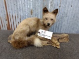 Full Body Mount Fox Pup on Driftwood 24