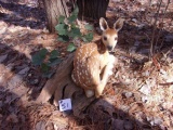 Whitetail Fawn Laying Down 21