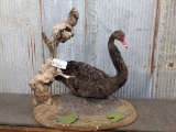 Full Body Mount Mute Swan On Habitat Base overall dimensions 35