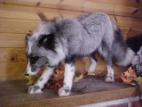 NEW MOUNT Here is a Big beautiful bushy tailed full body exotic