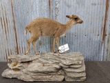 Full Body Mount African Blue Duiker On Foam Rock 21