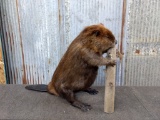 Big Full Body Mount Beaver Chewing On A Log New Mount