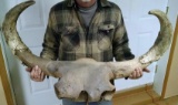 Ancient Steppe Bison Skull From Canada From The Pleistocene Period