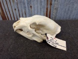 Black Bear Skull Professionally Cleaned And Whitened 11 2/6
