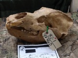 Ancient Cave Bear Skull Mostly Complete